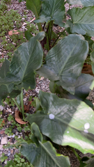 Zantedeschia aethiopica