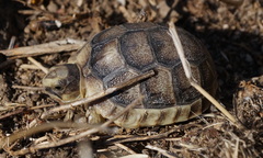 Testudo marginata