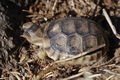 Testudo marginata