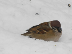 Passer montanus