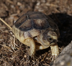 Testudo marginata