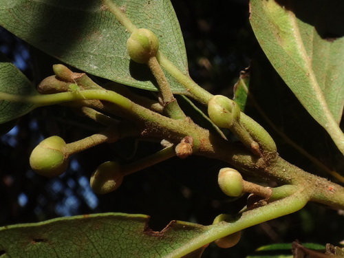 Canary Laurel