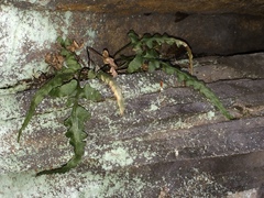 Asplenium pinnatifidum
