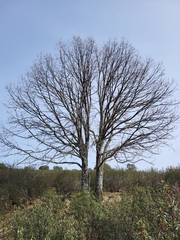 Quercus pyrenaica
