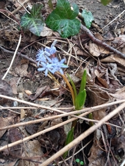 Scilla vindobonensis