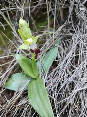 Ophrys fusca