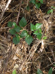 Lycianthes lysimachioides