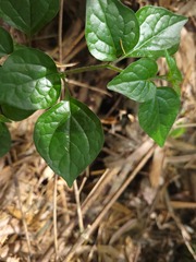 Lycianthes lysimachioides