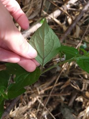 Lycianthes lysimachioides