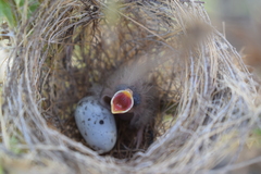 Sporophila caerulescens