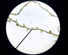 Cephaloziella hampeana