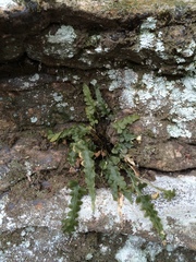 Asplenium pinnatifidum