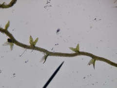 Cephaloziella hampeana