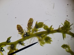 Cephaloziella hampeana