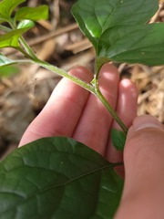 Lycianthes lysimachioides