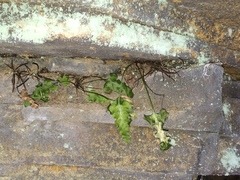 Asplenium pinnatifidum