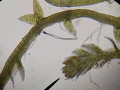 Cephaloziella hampeana
