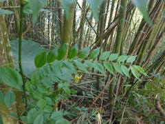 Zanthoxylum scandens