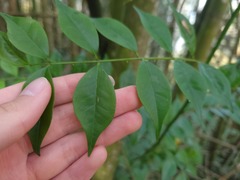 Zanthoxylum scandens