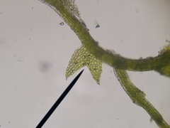 Cephaloziella hampeana