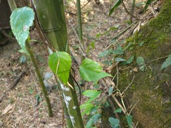 Schisandra arisanensis