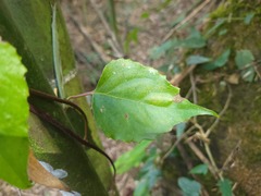 Schisandra arisanensis