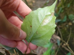 Schisandra arisanensis