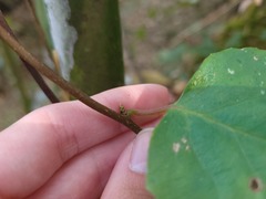 Schisandra arisanensis