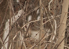 Spizella passerina