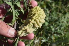 Araujia brachystephana