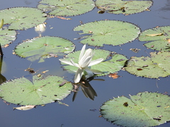 Nymphaea lotus