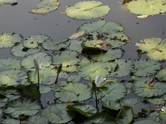 Nymphaea lotus