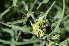 Araujia brachystephana