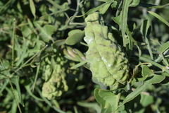 Araujia brachystephana