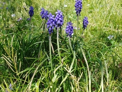 Muscari