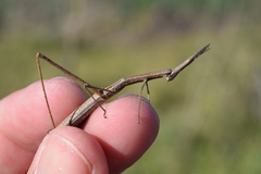 Tetanorhynchini