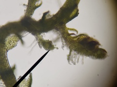 Cephaloziella hampeana