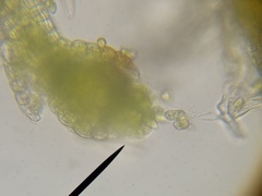 Cephaloziella hampeana