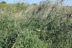 Araujia brachystephana