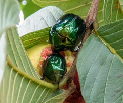 Lagochile emarginata