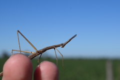 Tetanorhynchini