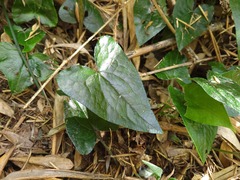 Asarum caudigerum