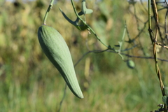 Araujia angustifolia