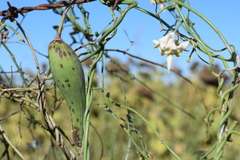 Araujia angustifolia