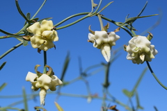 Araujia angustifolia