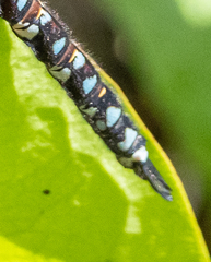 Rhionaeschna variegata