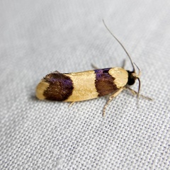 Telecrates laetiorella