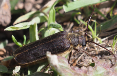 Microplophorus magellanicus