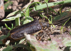 Microplophorus magellanicus
