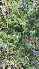Cistus